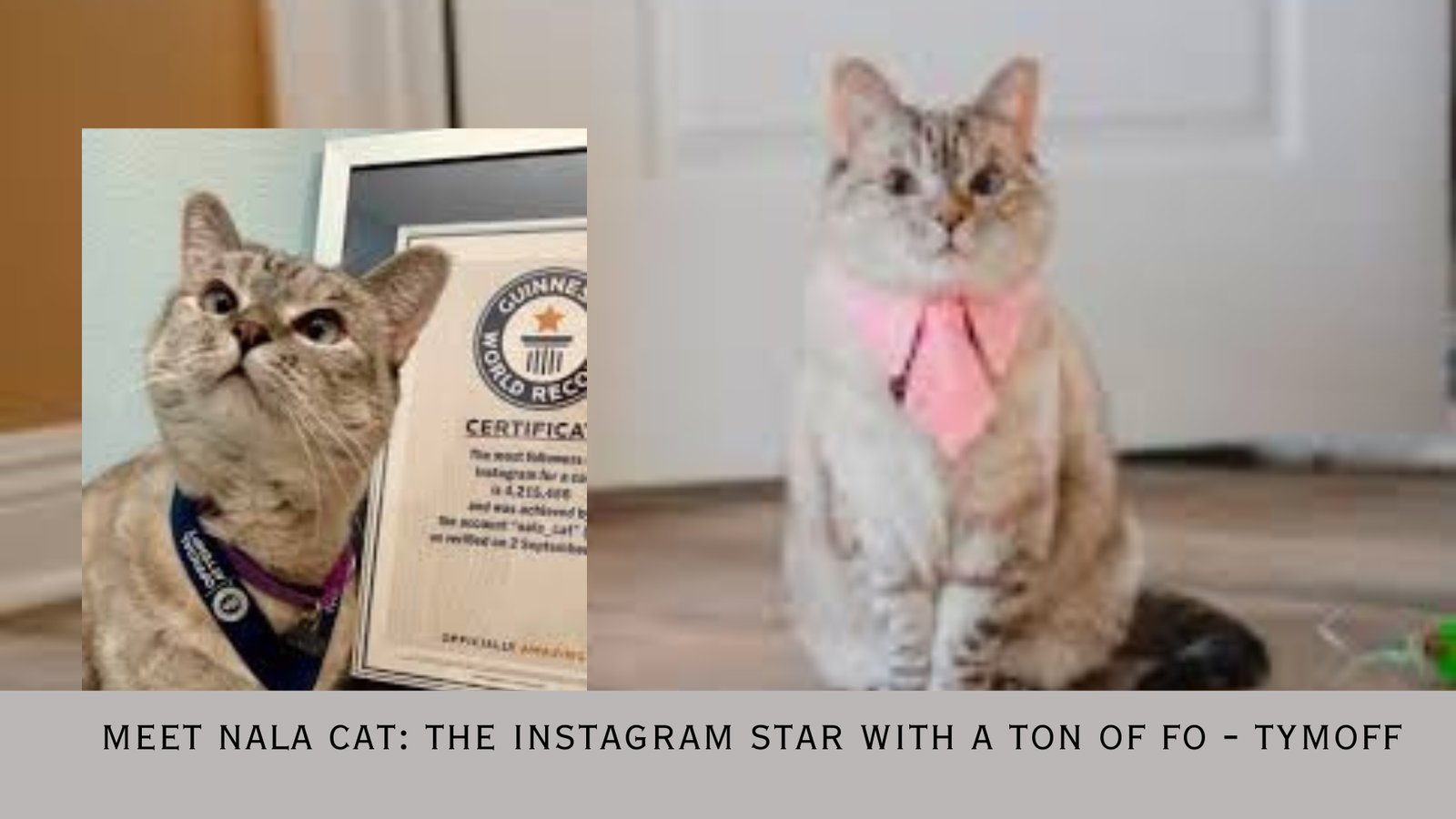meet nala cat the instagram star with a ton of fo - tymoff