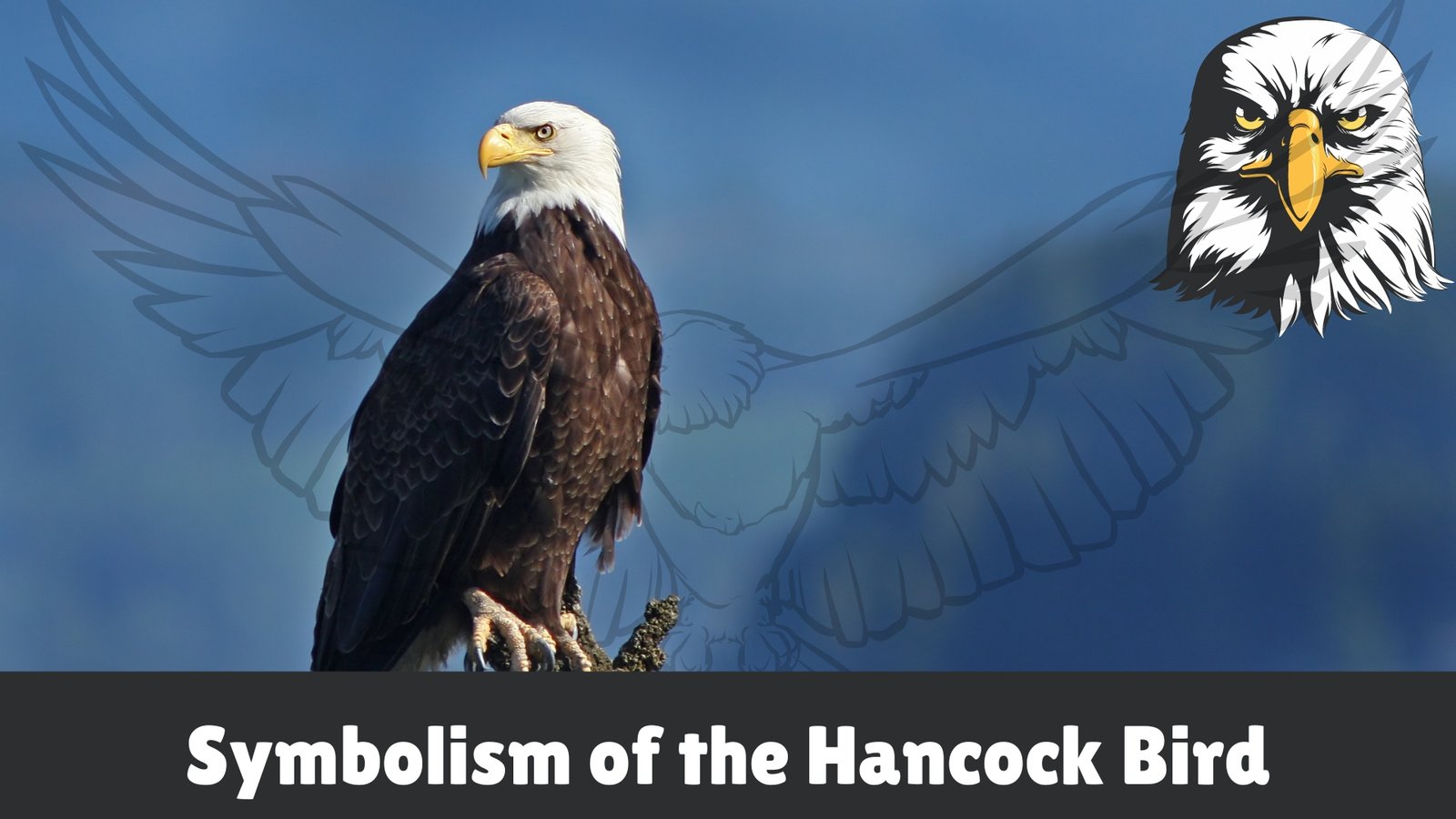 Hancock Bird
